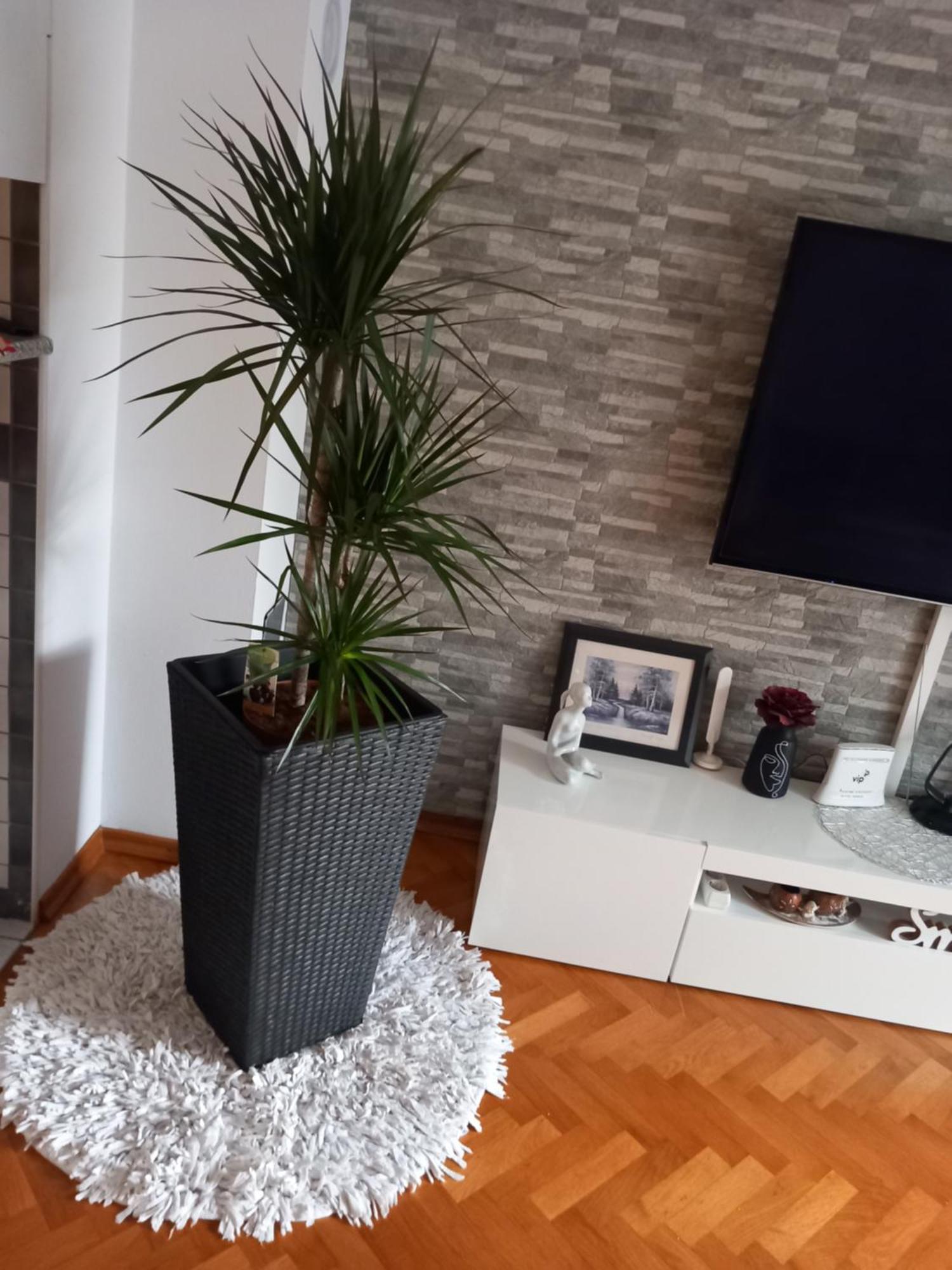 Apartman Petra Palit Exterior foto
